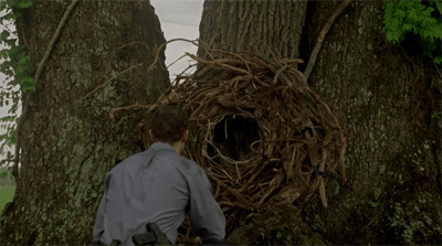 I rami secchi nel bosco disposti nell'albero come a formare un varco